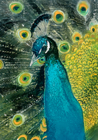 Peacock