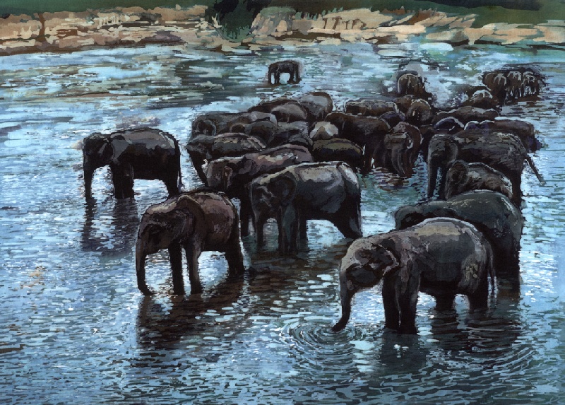 Elephants Bathing, Pinnawela, Sri Lanka