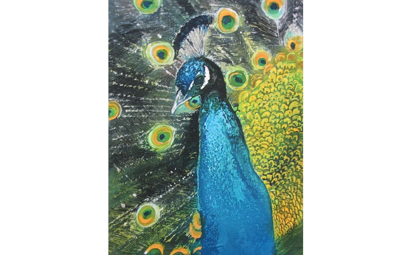 Peacock