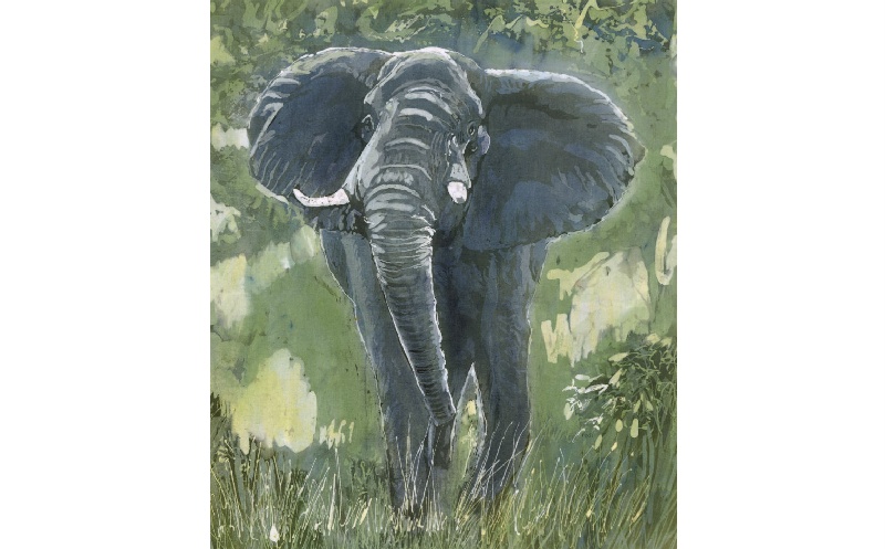 Elephant 