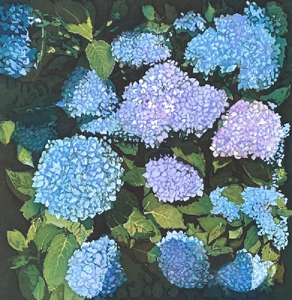 Blue Hydrangea